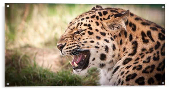 Snarling Amur leopard Acrylic by Simon Wrigglesworth