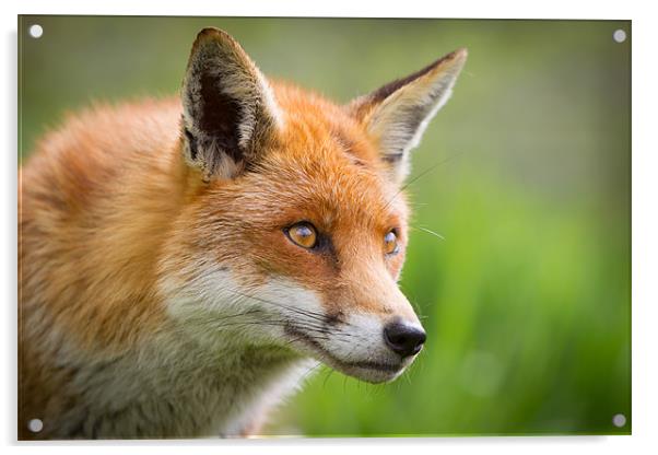 Red Fox Acrylic by Simon Wrigglesworth