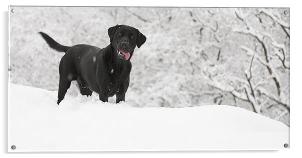 black labrador in the snow Acrylic by Simon Wrigglesworth