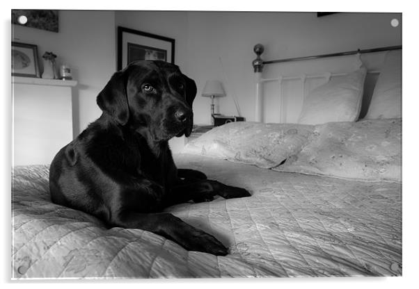Labrador on bed Acrylic by Simon Wrigglesworth