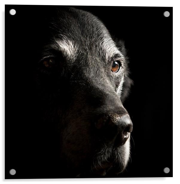 Old Black Labrador Acrylic by Simon Wrigglesworth
