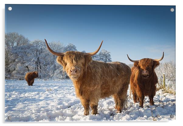 Highland cattle in the snow Acrylic by Simon Wrigglesworth