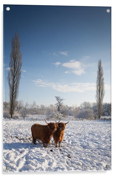 Highland Cows in snow Acrylic by Simon Wrigglesworth
