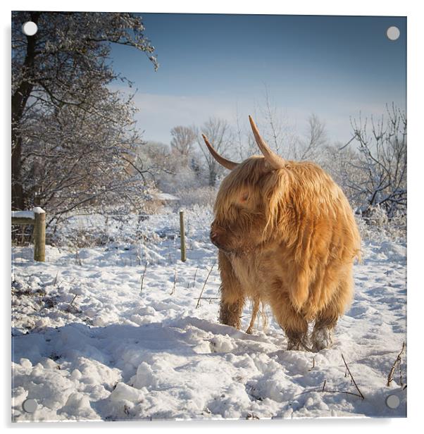 Hairy Cow in snow Acrylic by Simon Wrigglesworth