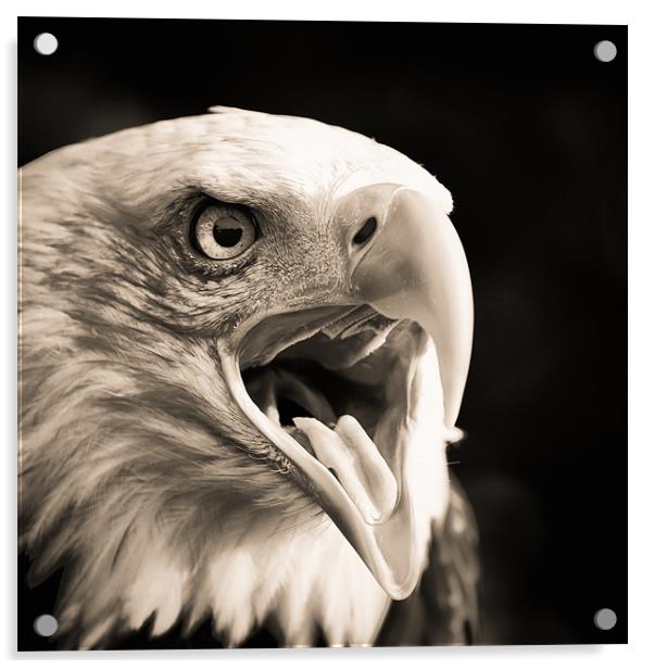 Bald Eagle Acrylic by Simon Wrigglesworth