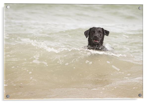 Black Labrador Swimming Acrylic by Simon Wrigglesworth