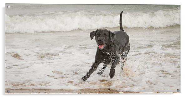 Black Labrador at the beach Acrylic by Simon Wrigglesworth