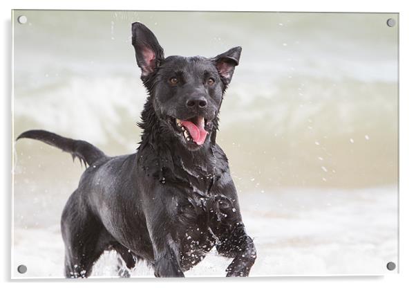 Black Labrador at the beach Acrylic by Simon Wrigglesworth