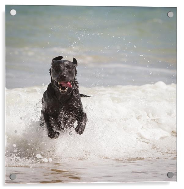 Black Labrador in the sea Acrylic by Simon Wrigglesworth