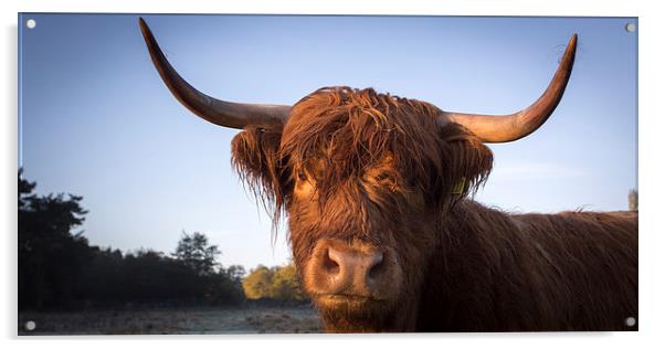 Highland cow portrait Acrylic by Simon Wrigglesworth
