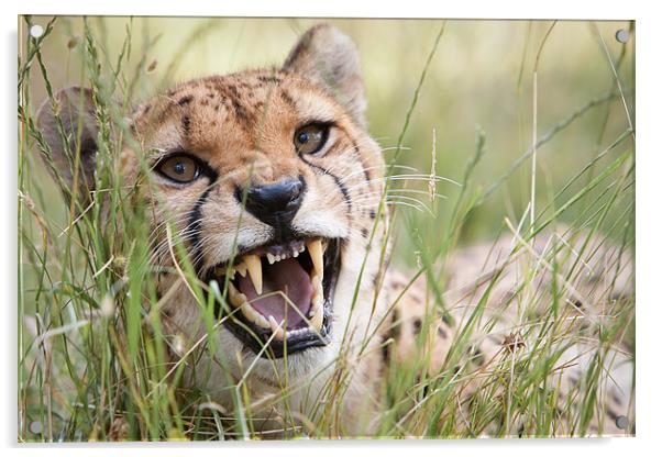 Snarling Cheetah Acrylic by Simon Wrigglesworth