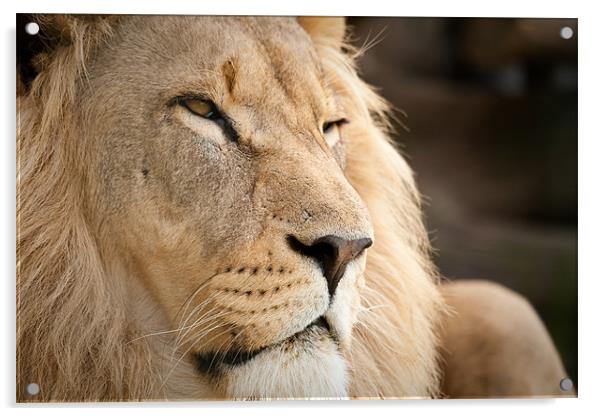 The Lion King Acrylic by Simon Wrigglesworth
