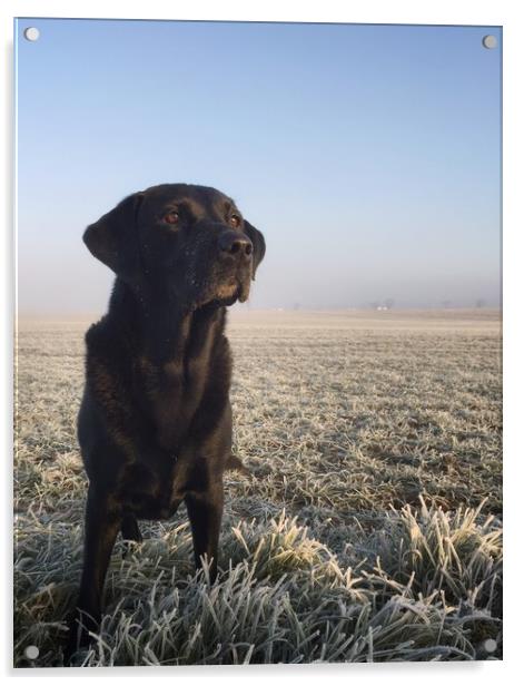 Black Labrador in frost Acrylic by Simon Wrigglesworth