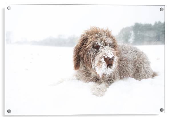 Snowbeard Acrylic by Simon Wrigglesworth