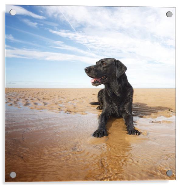 Beach Dog Acrylic by Simon Wrigglesworth