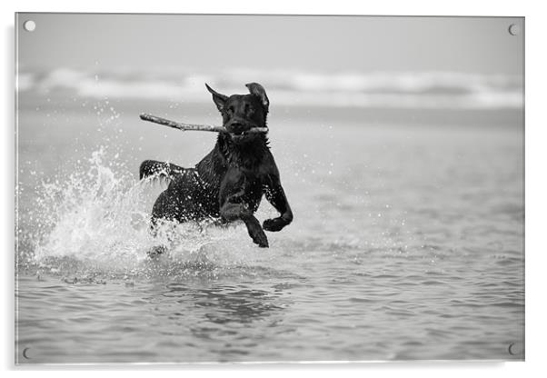 Fetch - Black Labrador Acrylic by Simon Wrigglesworth