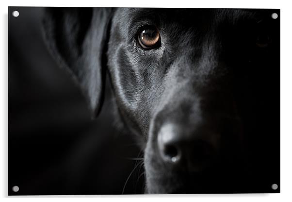 The Look - Black Labrador Acrylic by Simon Wrigglesworth