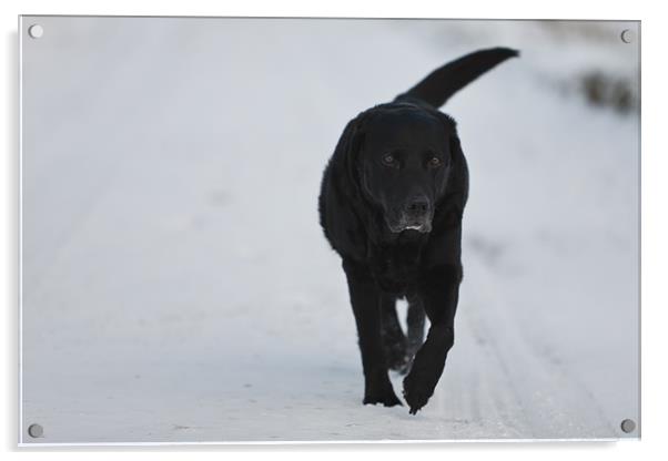 Winter Walk - Black Labrador Acrylic by Simon Wrigglesworth