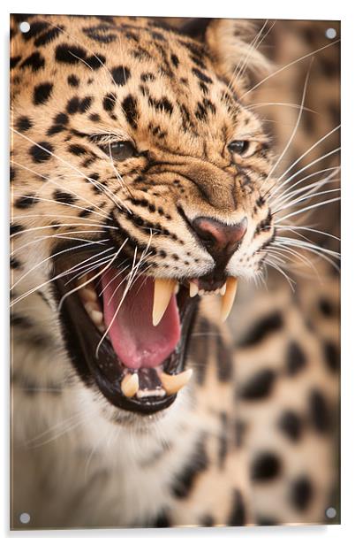 The Snarler - Amur Leopard Acrylic by Simon Wrigglesworth