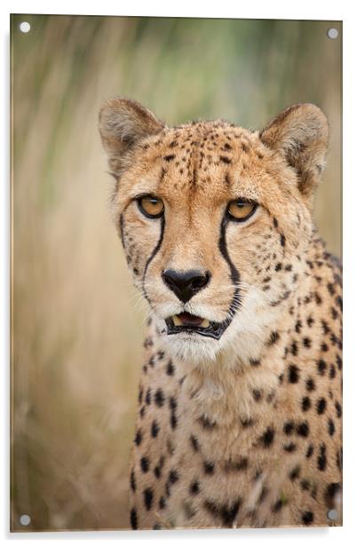 Don't want to - Cheetah Acrylic by Simon Wrigglesworth