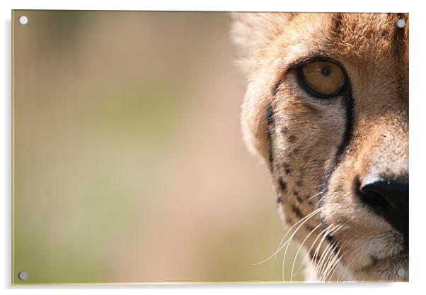 Peekaboo - Cheetah Acrylic by Simon Wrigglesworth
