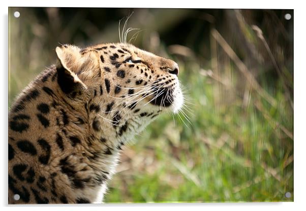 Suncatcher - Amur leopard Acrylic by Simon Wrigglesworth