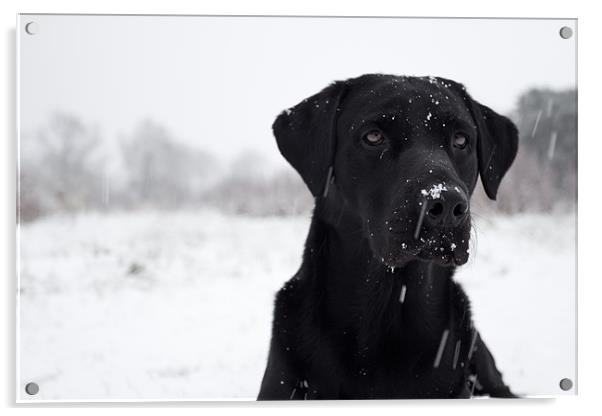 Snow Business - Black Labrador Acrylic by Simon Wrigglesworth