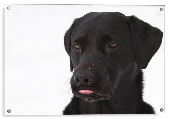 Raspberry - Black Labrador Acrylic by Simon Wrigglesworth