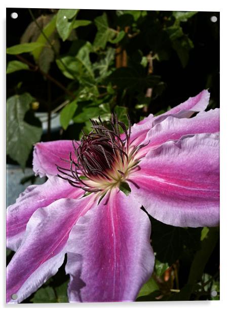 Clematis Acrylic by James Cane