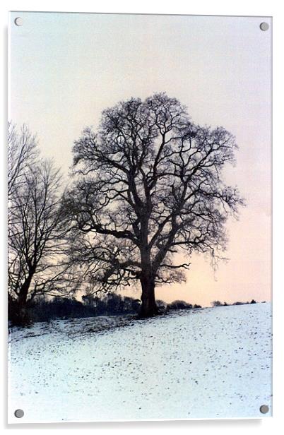 Winter Trees Acrylic by Paul Leviston