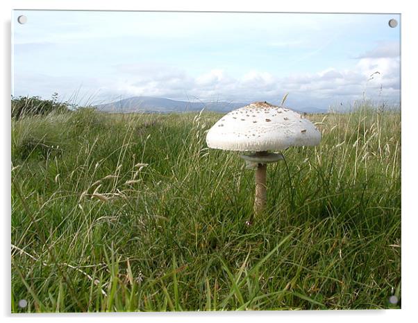Landscape Mushroom Acrylic by Paul Leviston