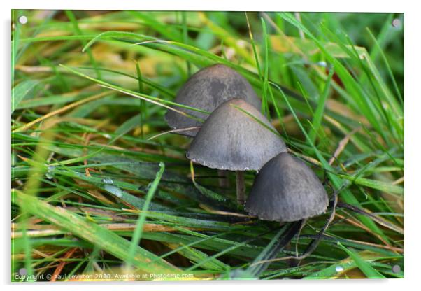 Grey Mushrooms Acrylic by Paul Leviston