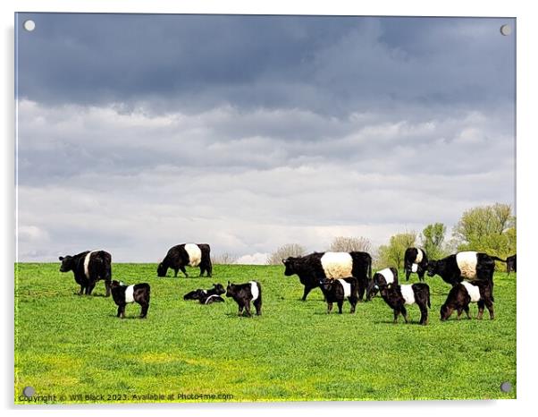 Belted Galloway  Acrylic by Will Black