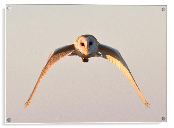 Owl in flight Acrylic by Will Black
