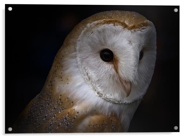 Barn Owl Acrylic by Will Black