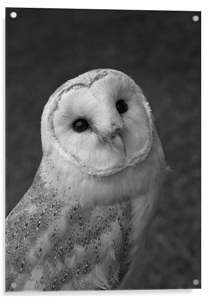 Barn Owl Acrylic by Will Black