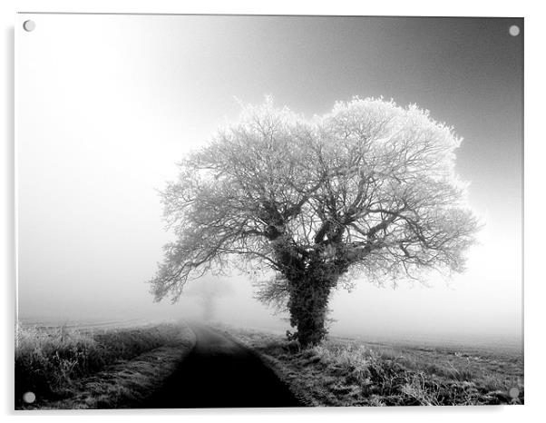 misty black and white tree in the fog Acrylic by Will Black