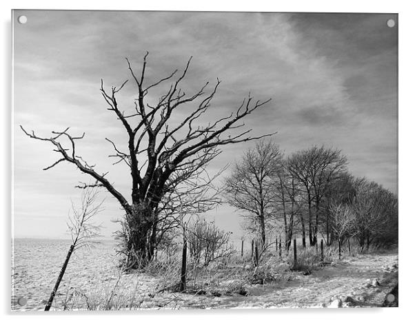 Snowy Tree Acrylic by Will Black