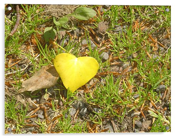 Beautiful Heart Leaf Acrylic by David Garrett