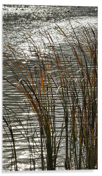 Autumn Reeds Acrylic by graham young