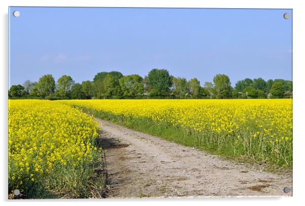 Path Through A Field of Rape Acrylic by graham young