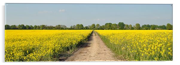 Rape Field - Panoramic Acrylic by graham young