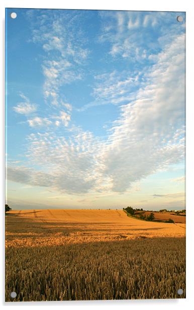 Big Harvest Sky! Acrylic by graham young