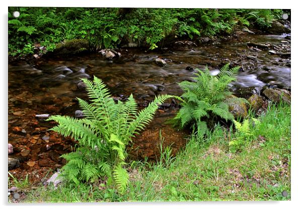 Ferns Beside The Stream  Acrylic by graham young