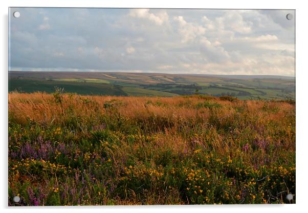 Heather and Gorse  Acrylic by graham young