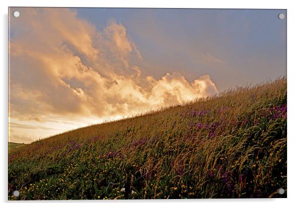 Exmoor Heather  Acrylic by graham young