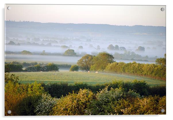 sheep in the mist Acrylic by graham young