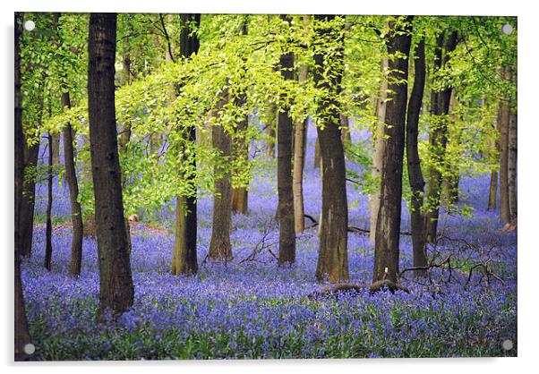 Bluebells at Ashridge Acrylic by graham young