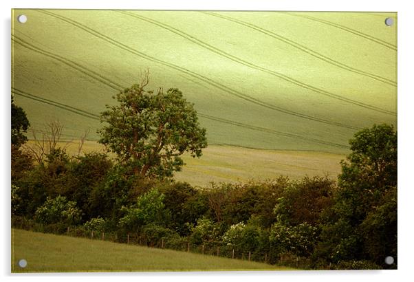 a hedgerow in summer Acrylic by graham young
