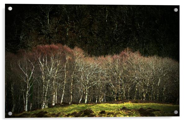 Birch Trees at Myrtleberry Acrylic by graham young